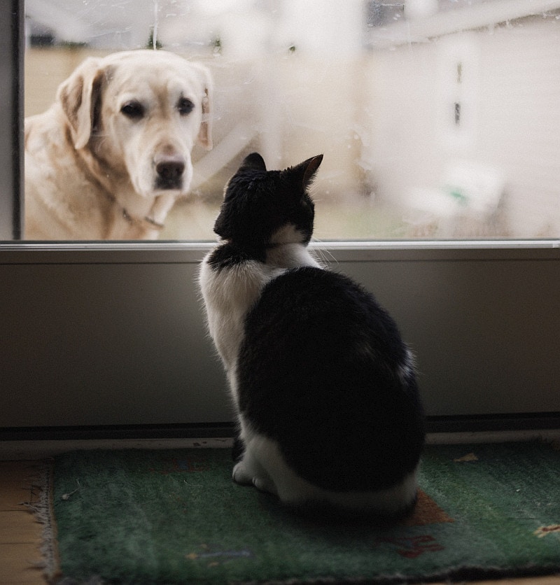 Cat and dog saparated with window door