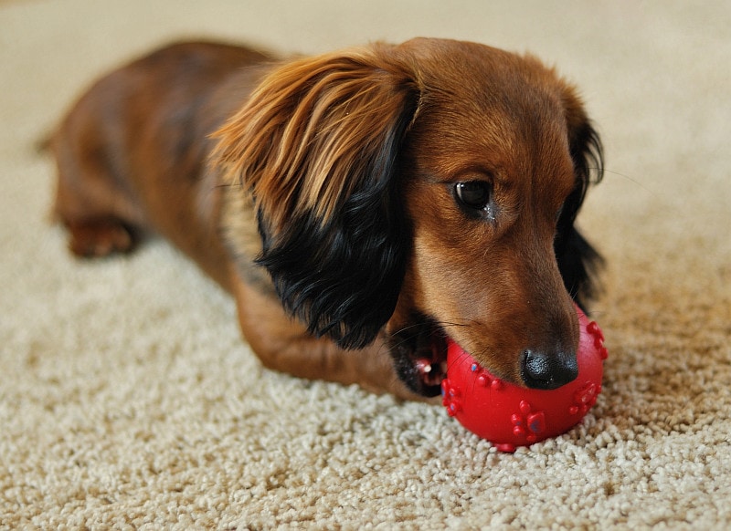 Dachshund playing with red ball