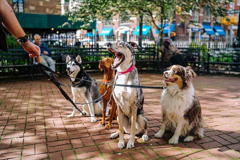 Four different dog breeds on the leash in the park