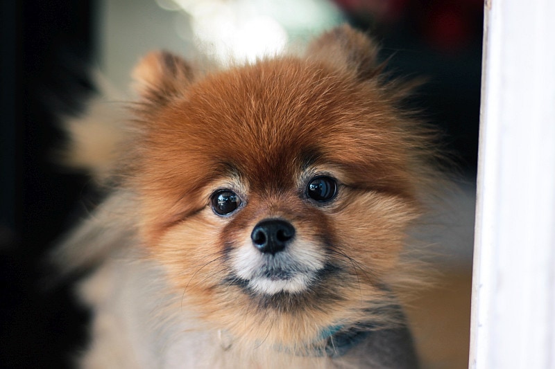 Pomeranian dog looking at camera