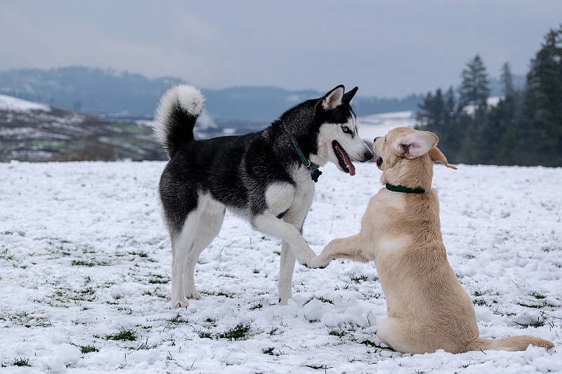 Two dogs introduction on the snow