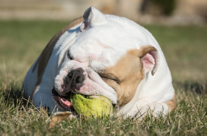 English bulldog playing with tennis ball outside in the grass