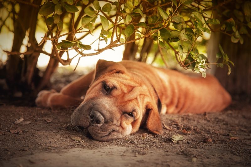 Dog Resting In the Shade