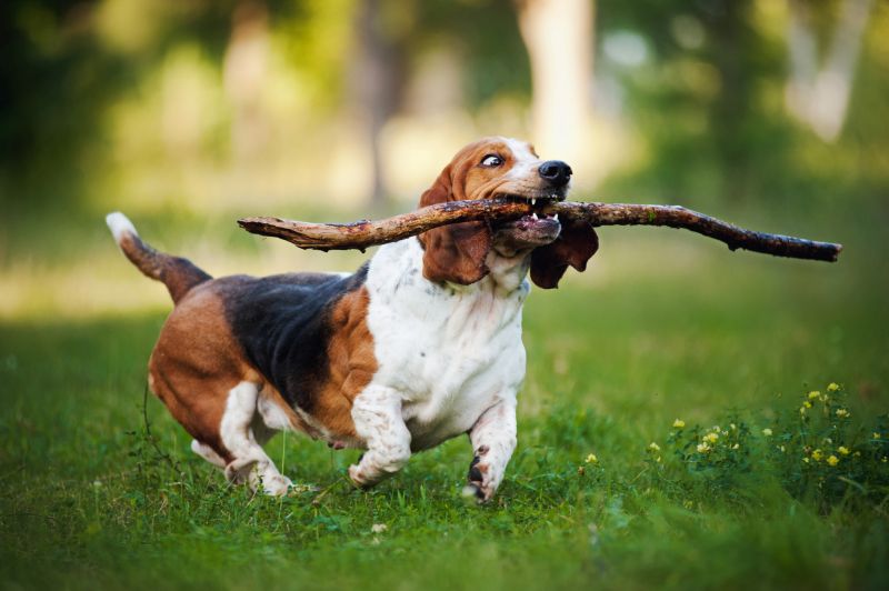 funny dog Basset hound running with stick