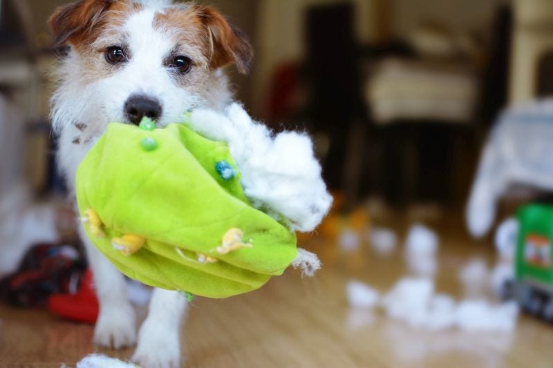 DOG MISCHIEF. FUNNY AND GUILTY JACK RUSSELL DESTROYED A FABRIC AND FLUFFY BALL AND TOYS AT HOME.