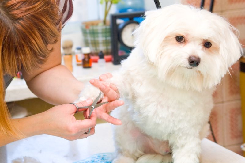 Maltese dog grooming
