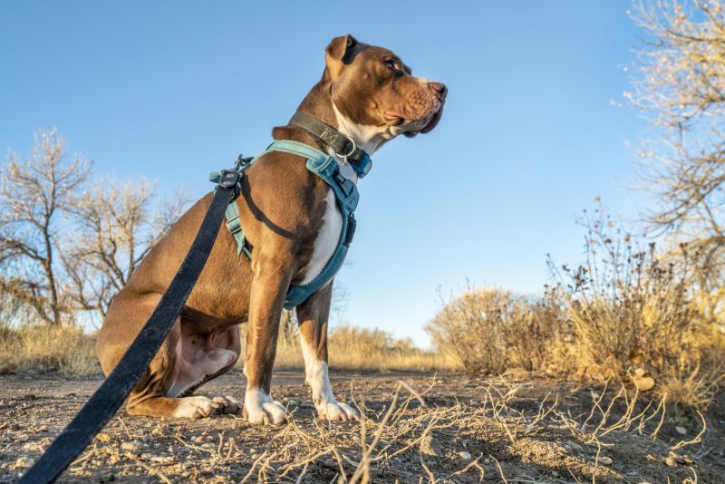 Young pit bull terrier dog sitting in harness on leash.