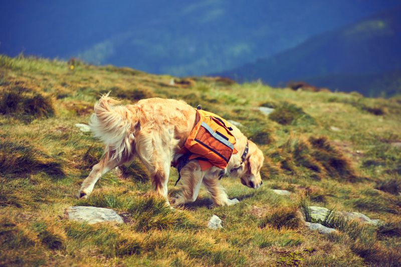 A dog with a backpack in a hike in the summer.