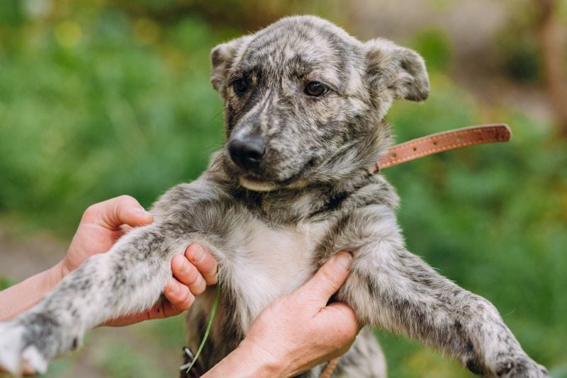 People holding cute little grey puppy with collar in hands.