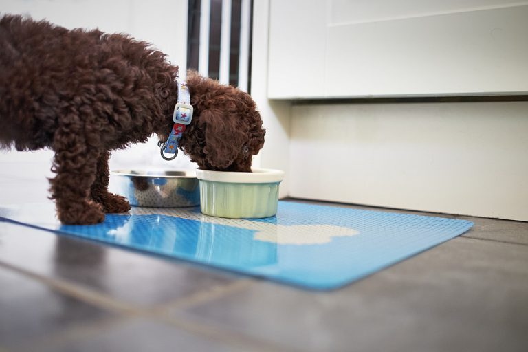 Brown poodle eating from bowl