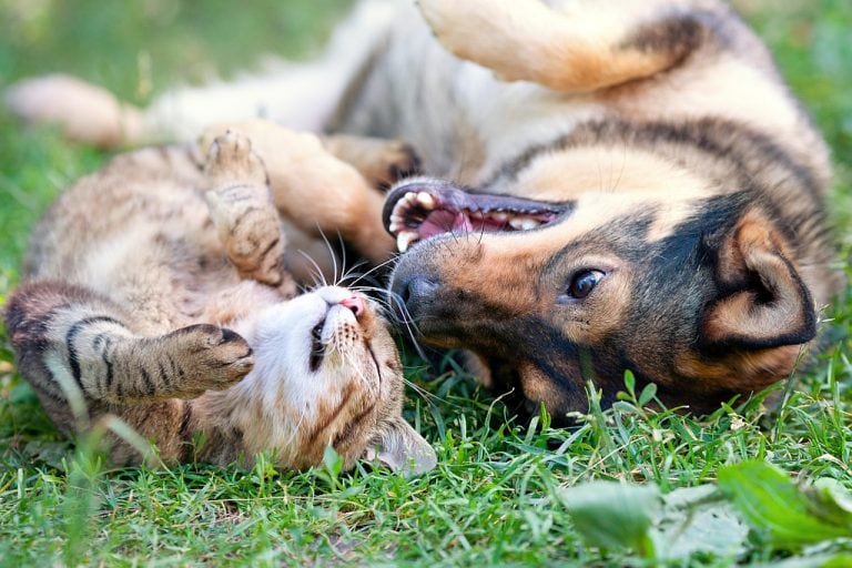 Dog and cat playing together outdoor.Lying on the back together