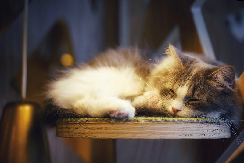 Cat sleeping safe on high shelf