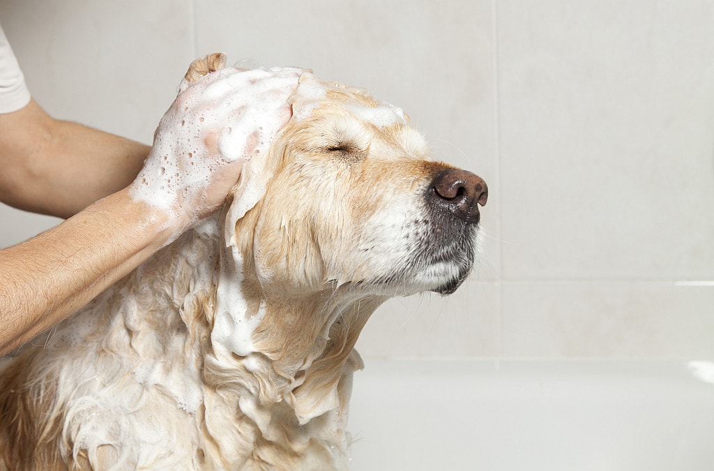 Dog bathing and covered with lather