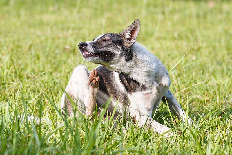 Dog scratching its face on green grass in the gard