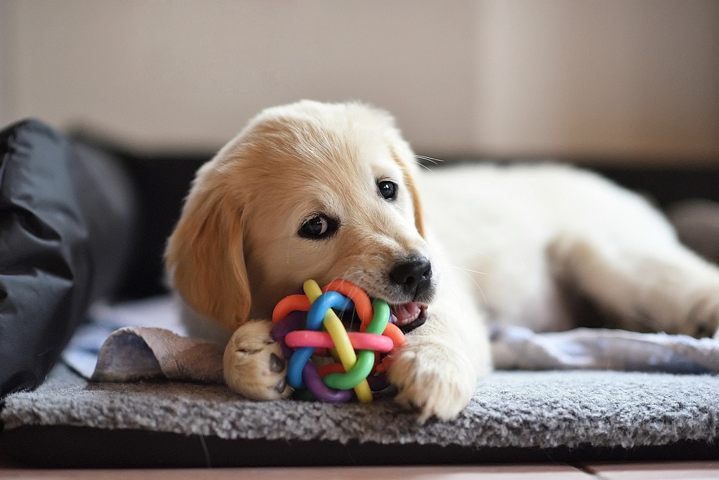 Labrador puppy playing with a toy