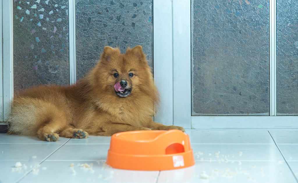 Pomeranian dog resting after eating food from the bowl