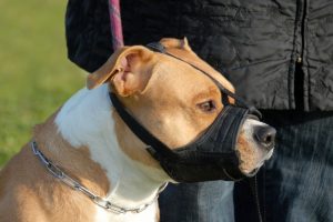 head of purebred american staffordshire terrier with muzzle