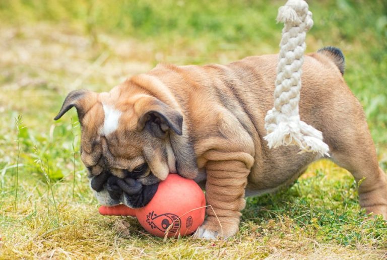 English bulldog playing with toys outdoors