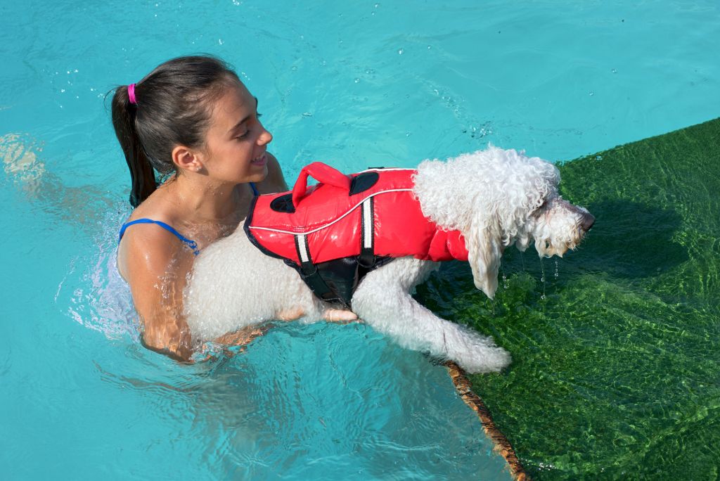 Young girl helping a little dog out of the water