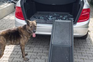 Dog standing in front of the car ramp