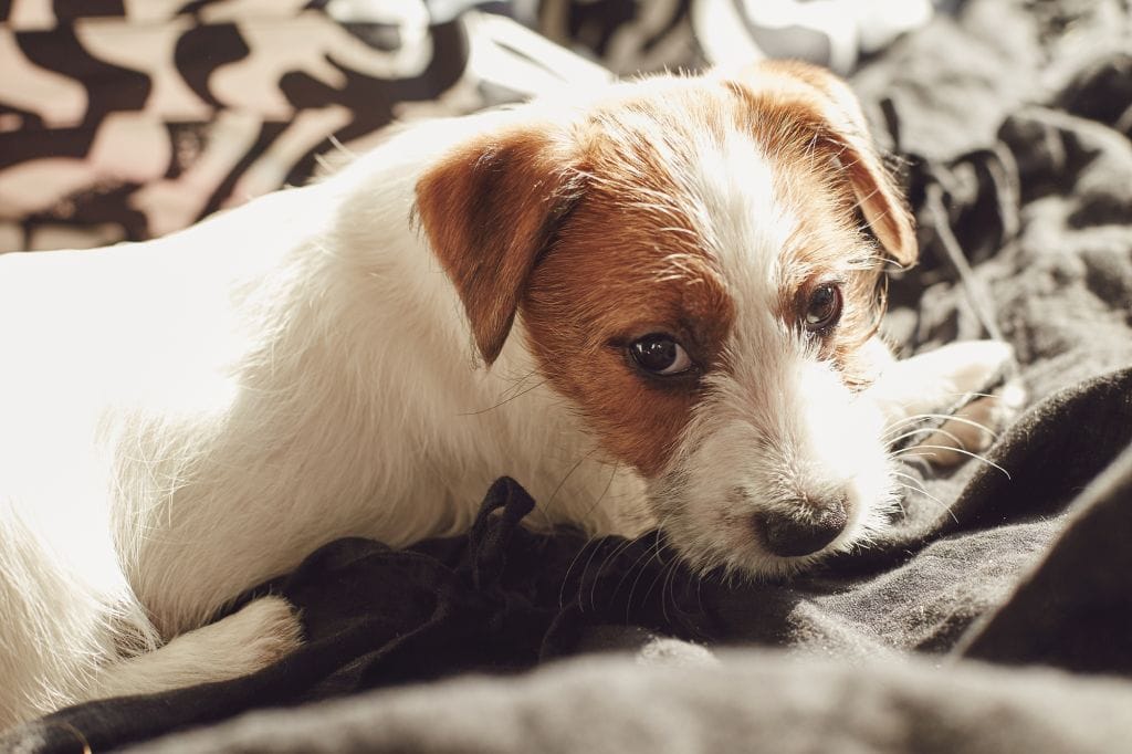 Jack Russell Terrier puppy sitting on a bed