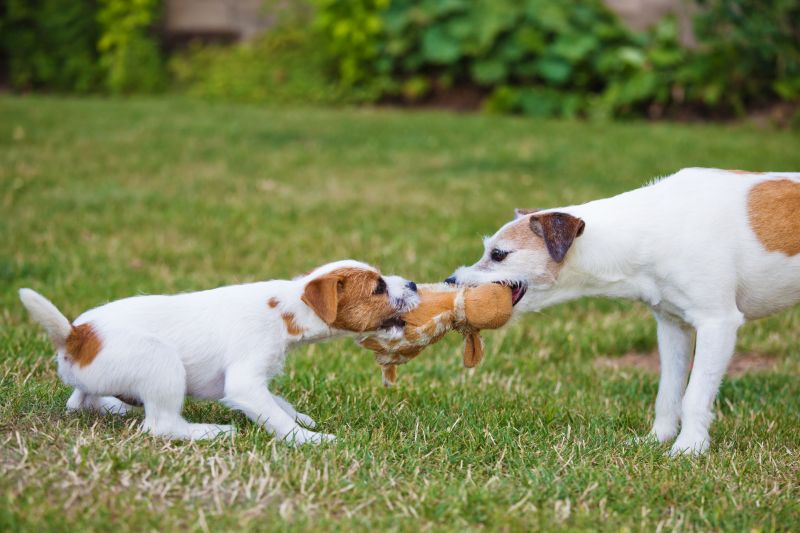 Two Parson Russell Terrier, a puppy and an adult dog contesting for a toy