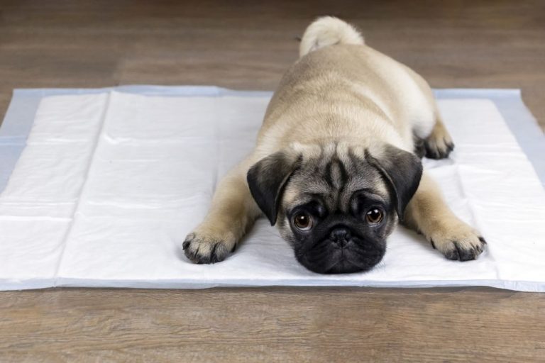 Puppy on a potty training pad