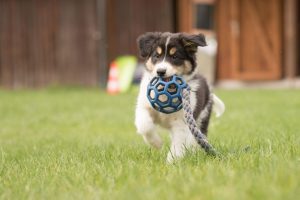 Border collie dog puppy runs happily with a toy and plays