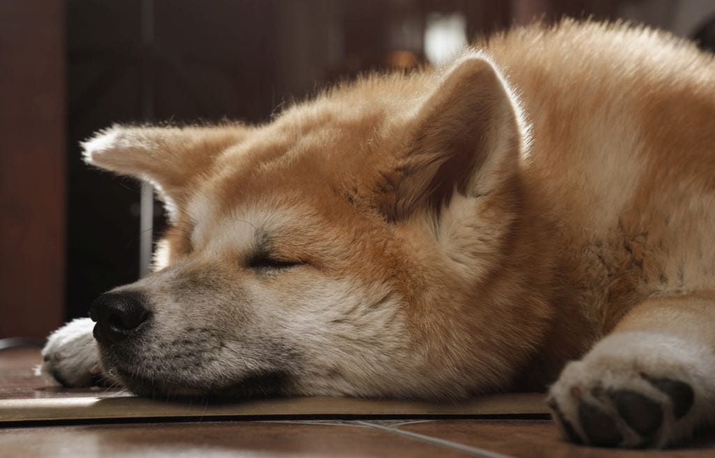 Close up on Adorbale Akita inu dog face sleeping on the floor and cooling