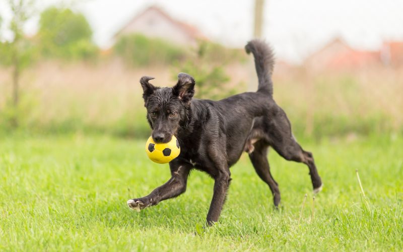 Adopted mixed breed dog playing with soccer ball