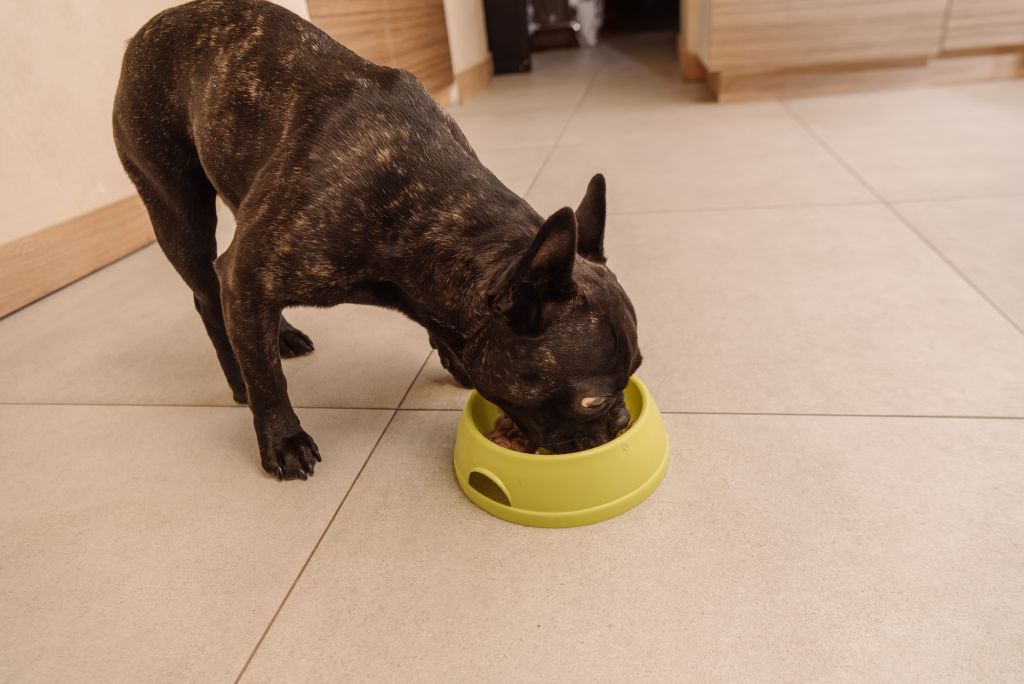 Black french bulldog eating tasty pet food in bowl