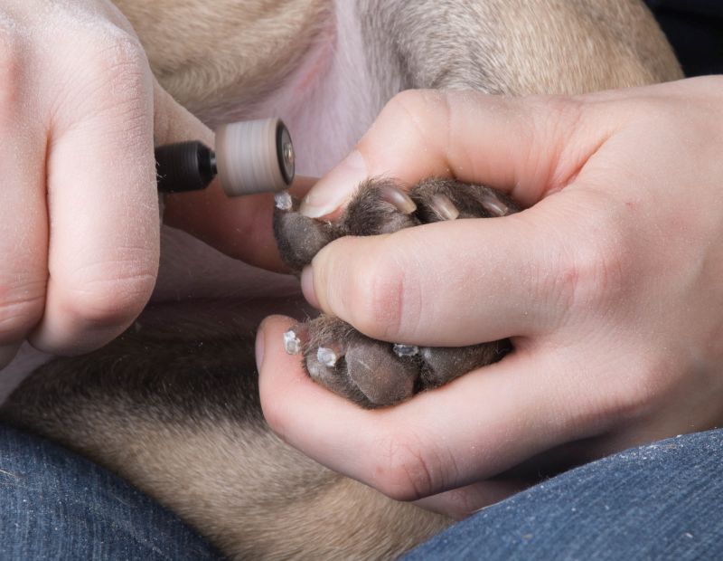 Woman holding dog wihile grinding toenails